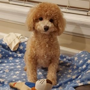 Meet your Posher, Angela